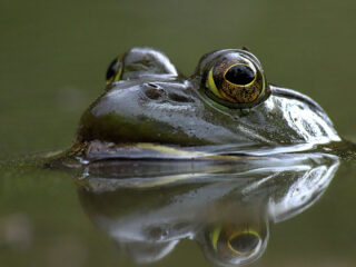 031824 Jl Bullfrog Feat.jpg