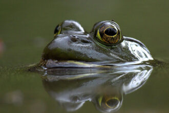 031824 Jl Bullfrog Feat.jpg