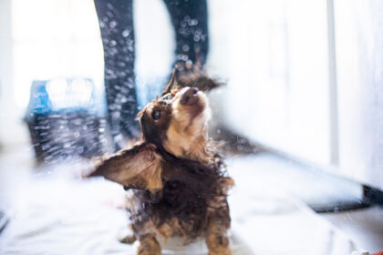 Giving Longhaired Dachshunds A Bath.jpg