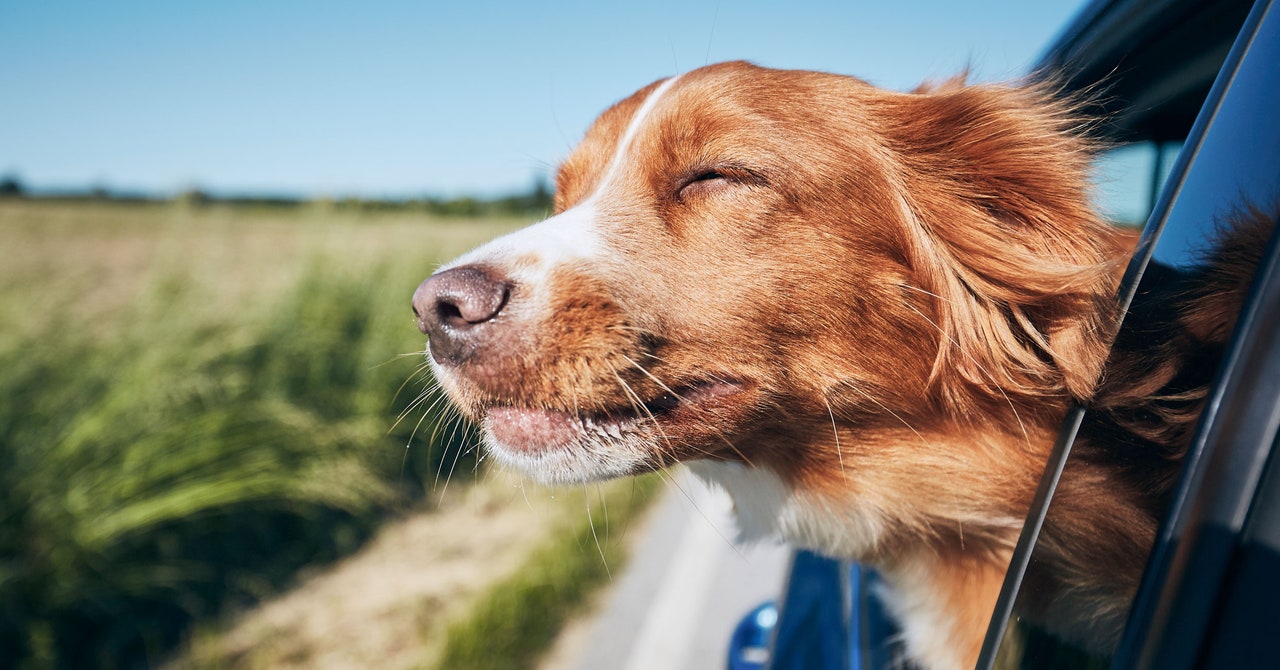 Model Y Is Getting a Mutt Makeover, Joining the List of Cars Designed for—and by—Dogs